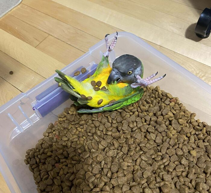 73 Chaotic Pets Who Decided To Be A Menace Just Because They Can