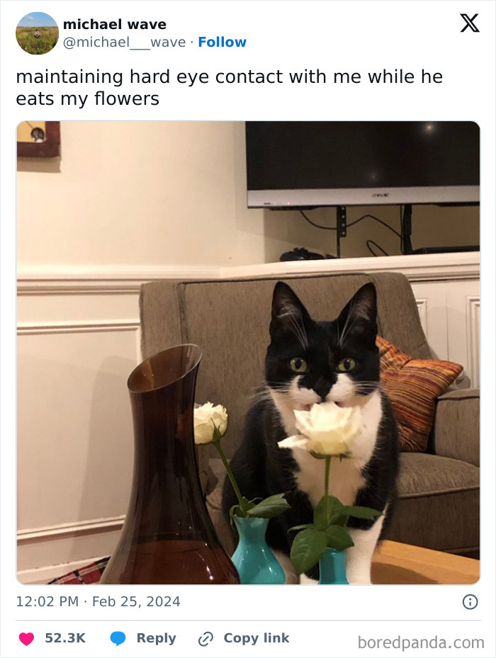 73 Chaotic Pets Who Decided To Be A Menace Just Because They Can