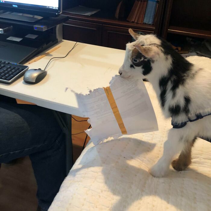 73 Chaotic Pets Who Decided To Be A Menace Just Because They Can