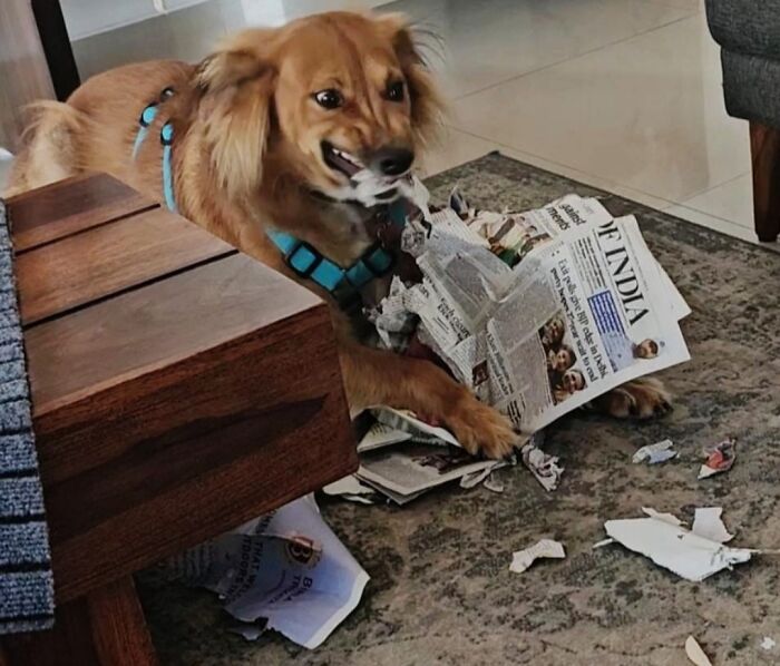 73 Chaotic Pets Who Decided To Be A Menace Just Because They Can
