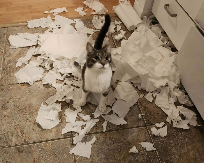 73 Chaotic Pets Who Decided To Be A Menace Just Because They Can