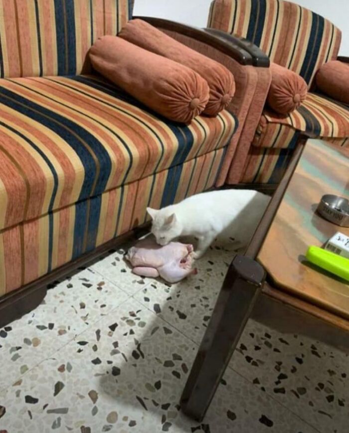 73 Chaotic Pets Who Decided To Be A Menace Just Because They Can