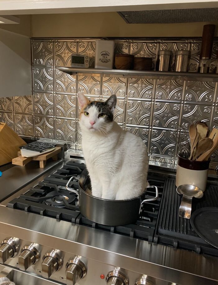73 Chaotic Pets Who Decided To Be A Menace Just Because They Can