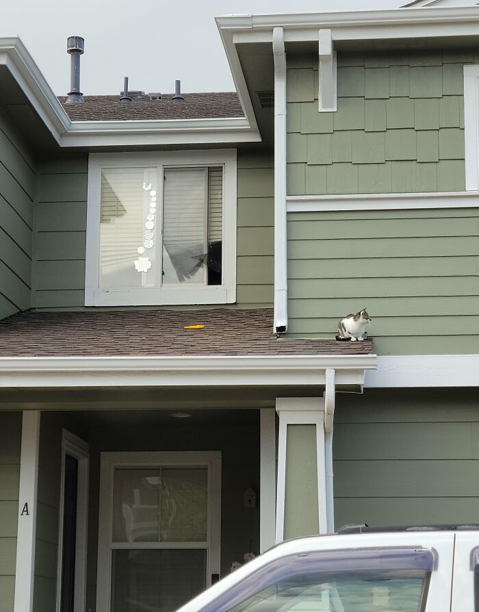 73 Chaotic Pets Who Decided To Be A Menace Just Because They Can
