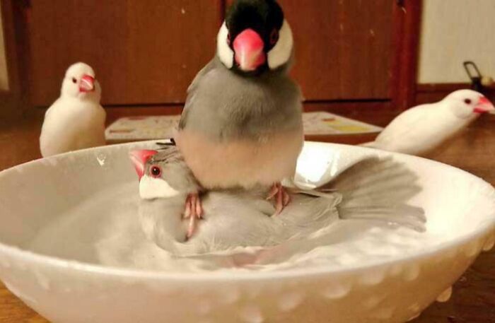 73 Chaotic Pets Who Decided To Be A Menace Just Because They Can