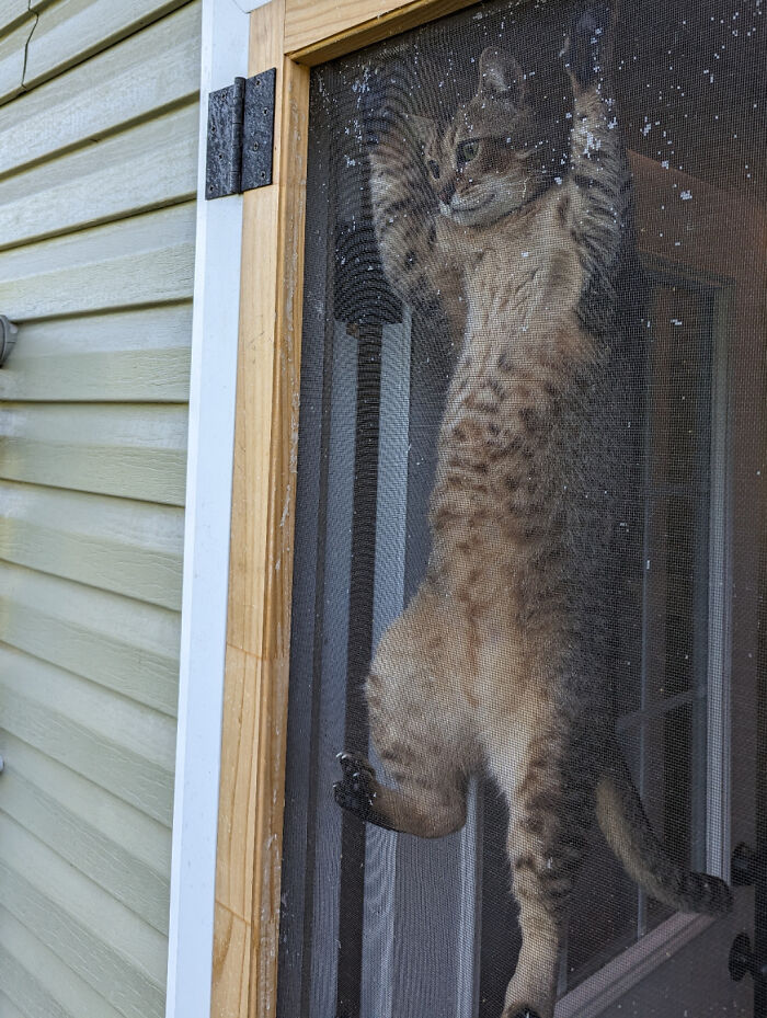 73 Chaotic Pets Who Decided To Be A Menace Just Because They Can