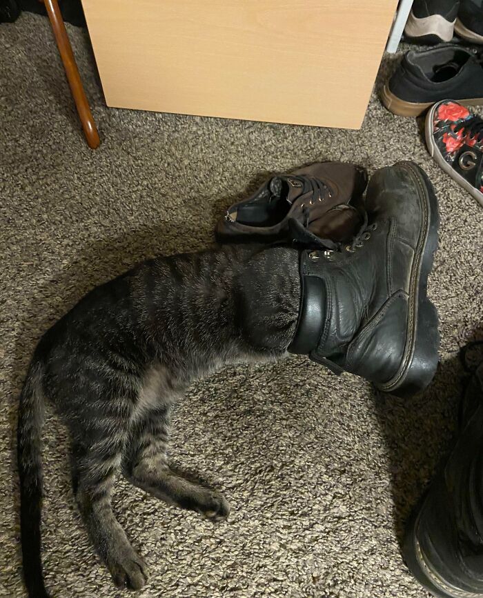 73 Chaotic Pets Who Decided To Be A Menace Just Because They Can