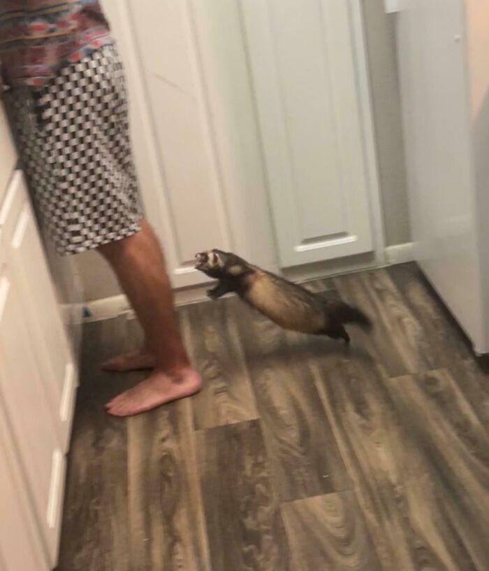 73 Chaotic Pets Who Decided To Be A Menace Just Because They Can