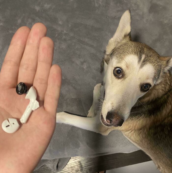 73 Chaotic Pets Who Decided To Be A Menace Just Because They Can