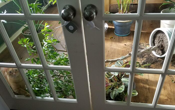 73 Chaotic Pets Who Decided To Be A Menace Just Because They Can