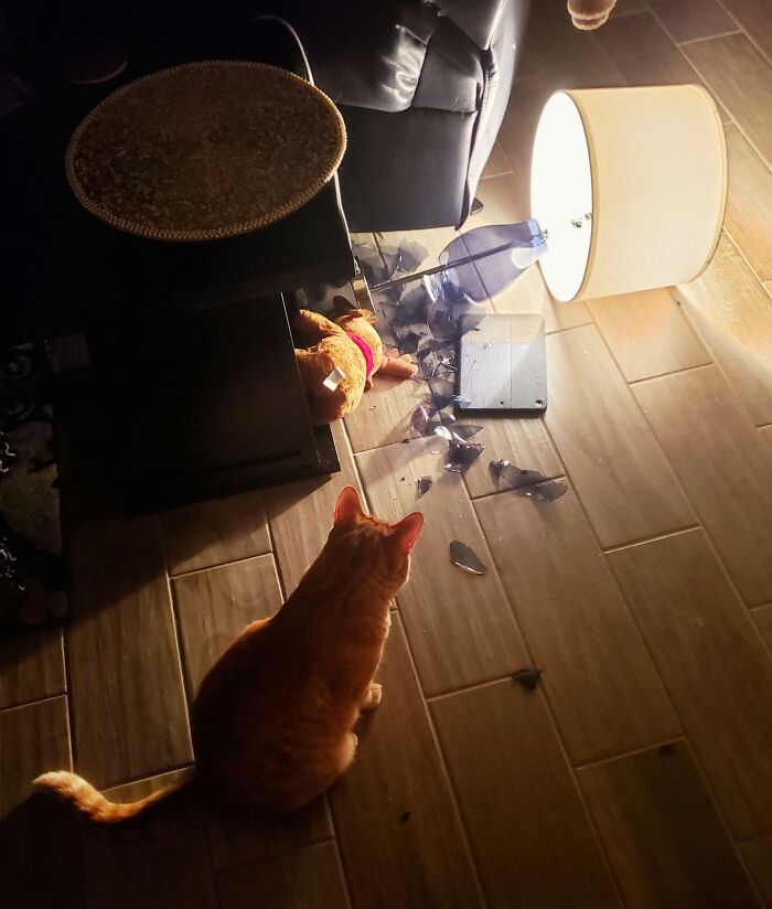 73 Chaotic Pets Who Decided To Be A Menace Just Because They Can