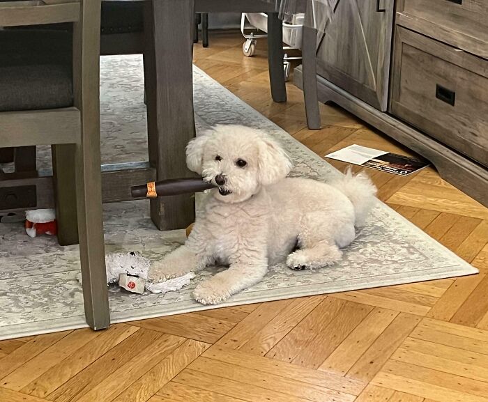 73 Chaotic Pets Who Decided To Be A Menace Just Because They Can