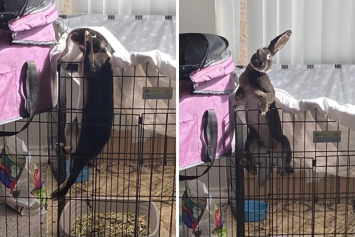 73 Chaotic Pets Who Decided To Be A Menace Just Because They Can