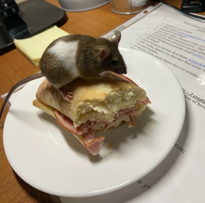 73 Chaotic Pets Who Decided To Be A Menace Just Because They Can