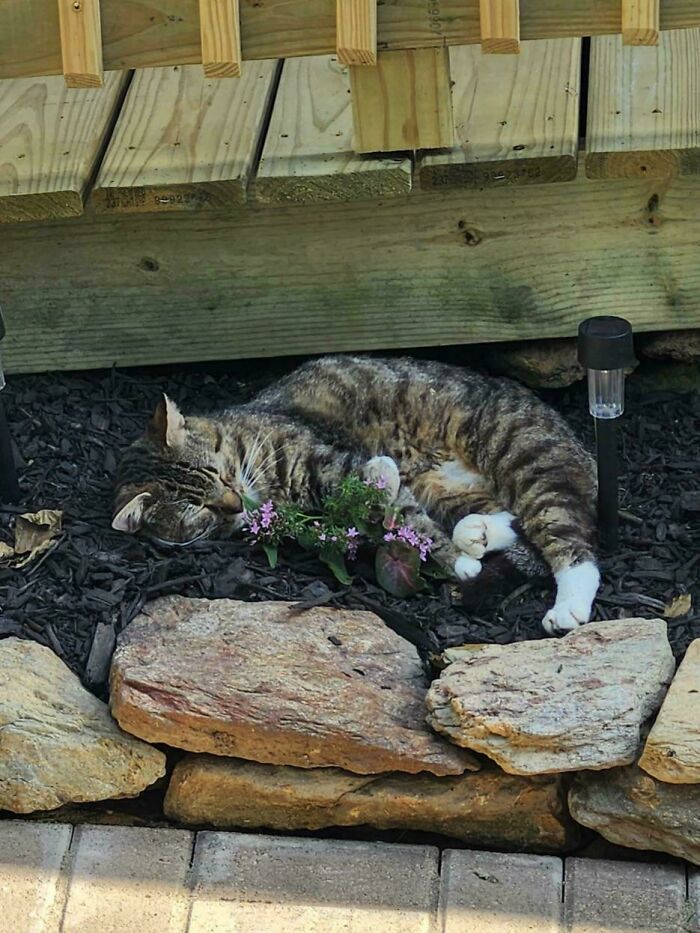 73 Chaotic Pets Who Decided To Be A Menace Just Because They Can