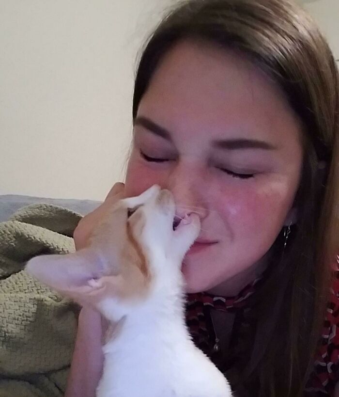 73 Chaotic Pets Who Decided To Be A Menace Just Because They Can