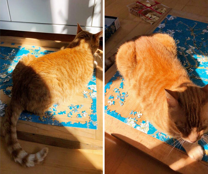 73 Chaotic Pets Who Decided To Be A Menace Just Because They Can