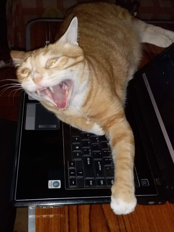 73 Chaotic Pets Who Decided To Be A Menace Just Because They Can