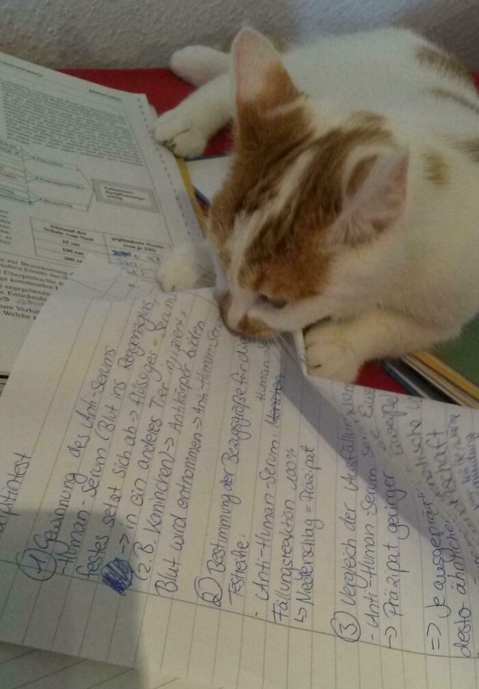 73 Chaotic Pets Who Decided To Be A Menace Just Because They Can