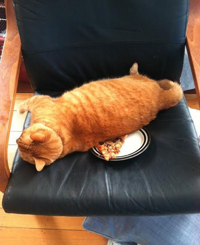 73 Chaotic Pets Who Decided To Be A Menace Just Because They Can