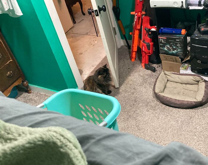73 Chaotic Pets Who Decided To Be A Menace Just Because They Can