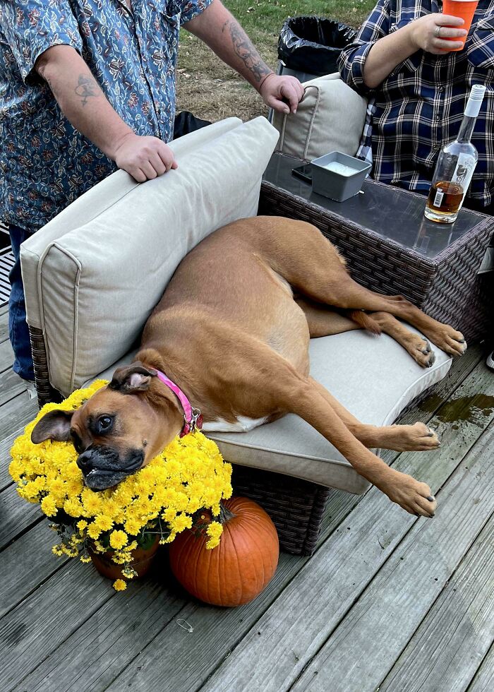 73 Chaotic Pets Who Decided To Be A Menace Just Because They Can