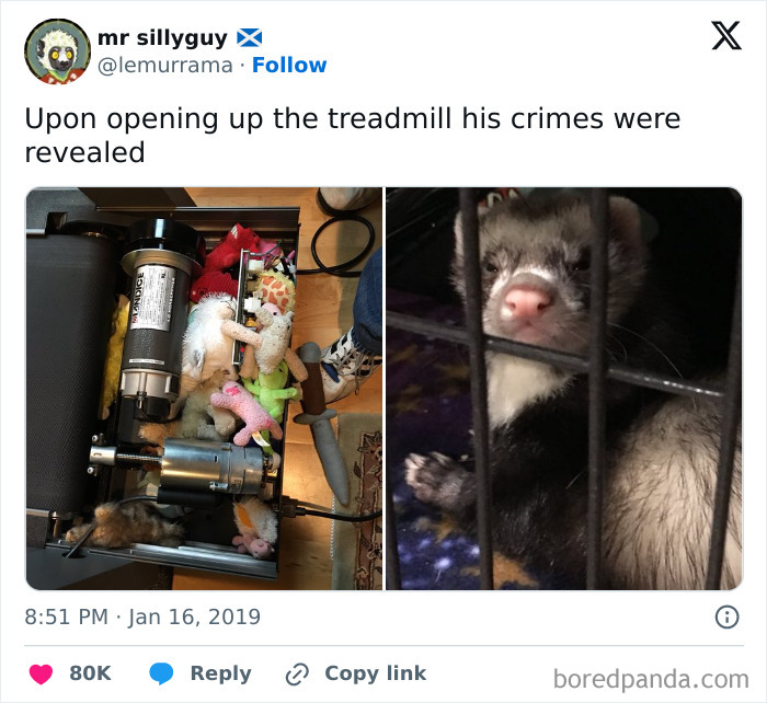 73 Chaotic Pets Who Decided To Be A Menace Just Because They Can