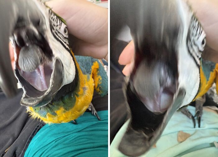 73 Chaotic Pets Who Decided To Be A Menace Just Because They Can