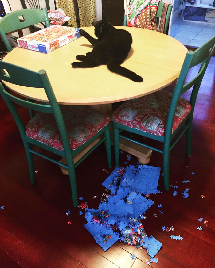 73 Chaotic Pets Who Decided To Be A Menace Just Because They Can
