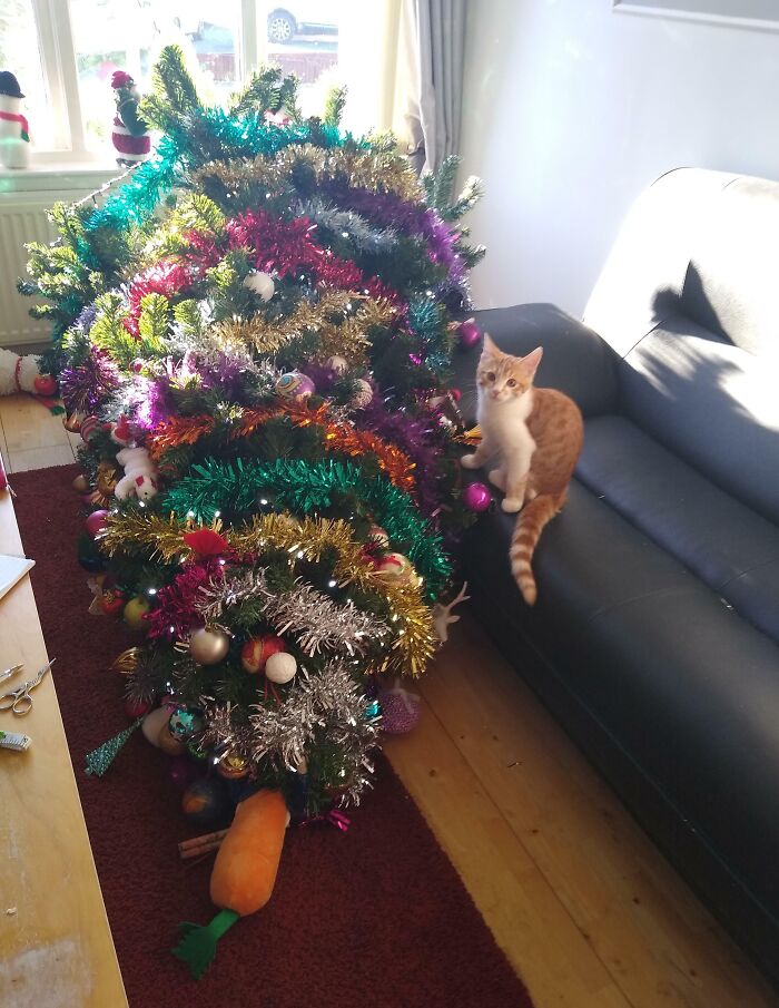 73 Chaotic Pets Who Decided To Be A Menace Just Because They Can