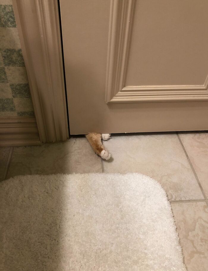 73 Chaotic Pets Who Decided To Be A Menace Just Because They Can