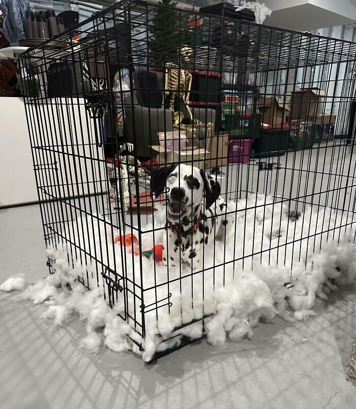 73 Chaotic Pets Who Decided To Be A Menace Just Because They Can