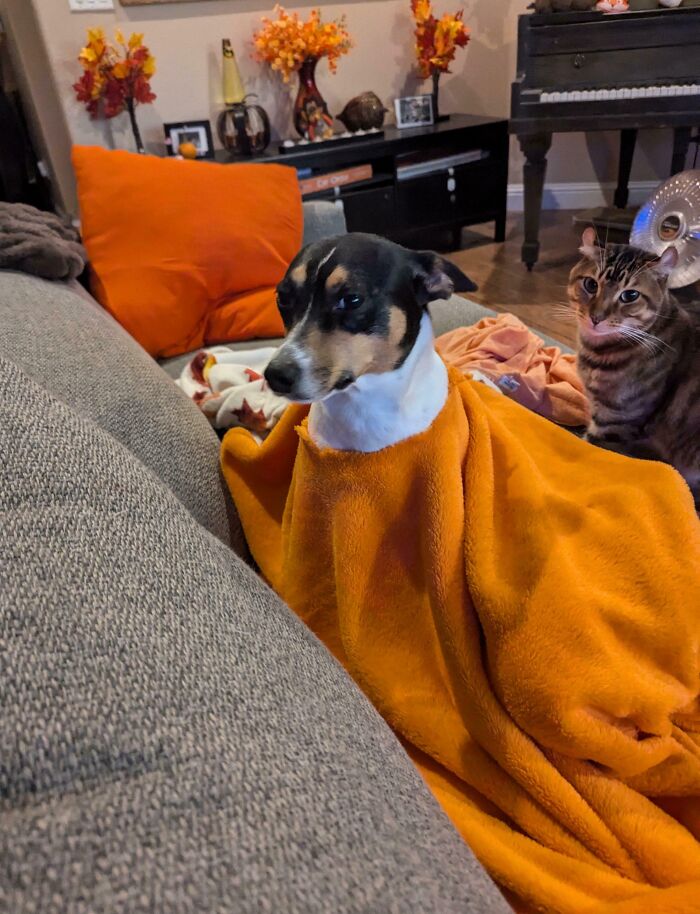 73 Chaotic Pets Who Decided To Be A Menace Just Because They Can