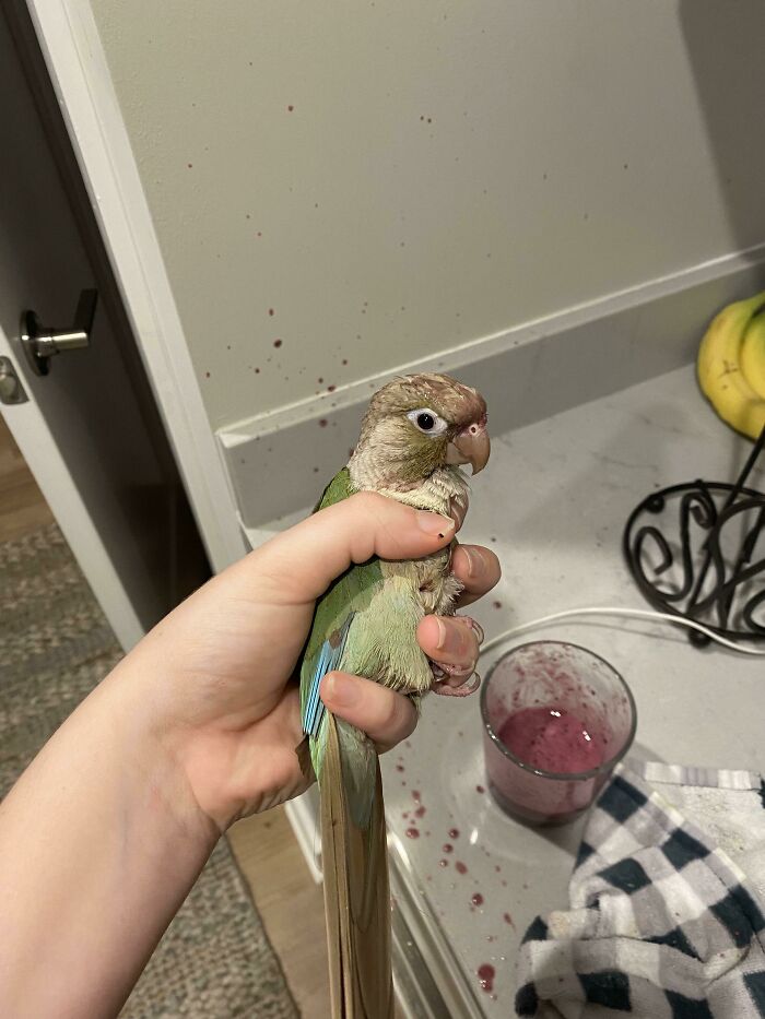 73 Chaotic Pets Who Decided To Be A Menace Just Because They Can