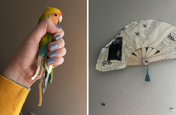 73 Chaotic Pets Who Decided To Be A Menace Just Because They Can