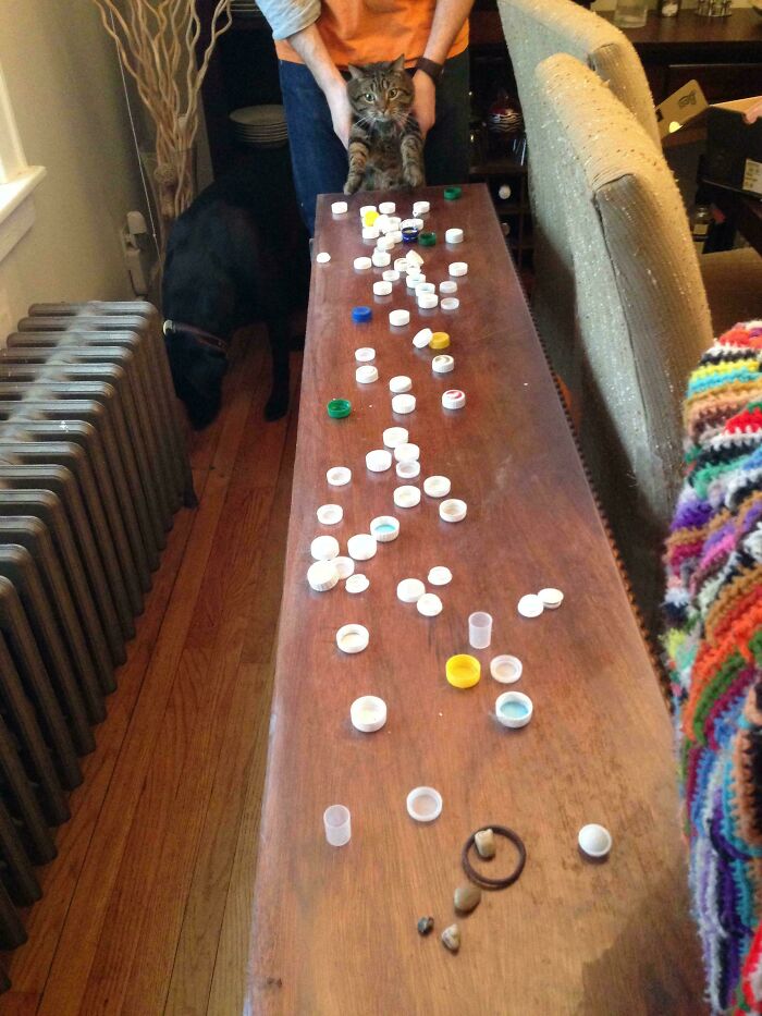 73 Chaotic Pets Who Decided To Be A Menace Just Because They Can