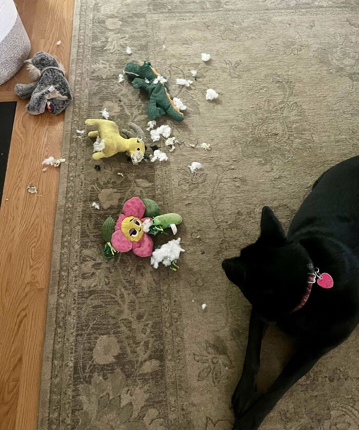 73 Chaotic Pets Who Decided To Be A Menace Just Because They Can