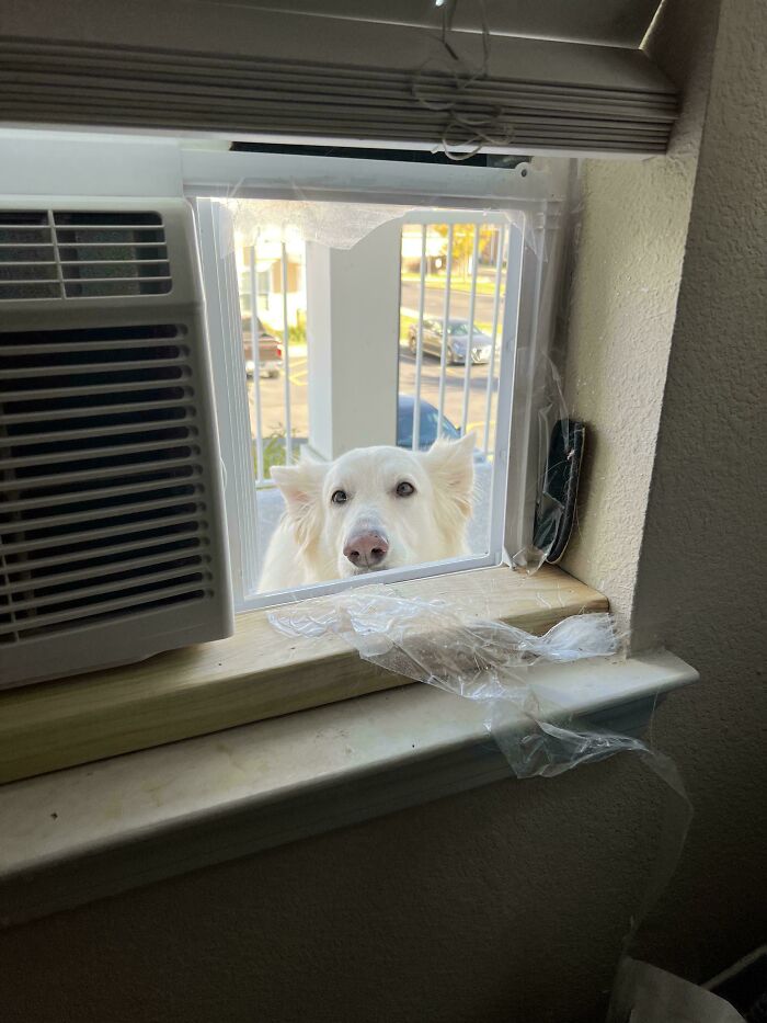 73 Chaotic Pets Who Decided To Be A Menace Just Because They Can