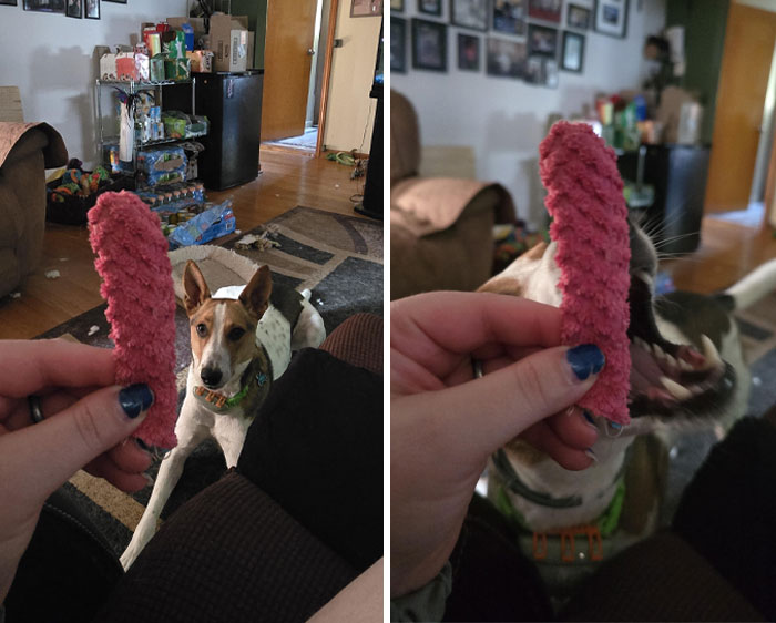 73 Chaotic Pets Who Decided To Be A Menace Just Because They Can