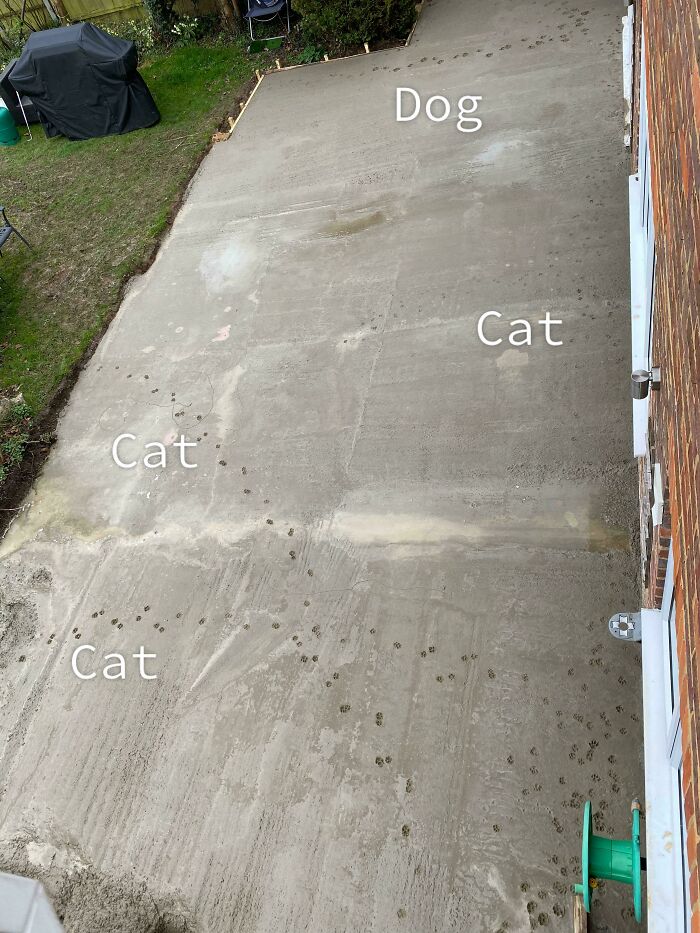 73 Chaotic Pets Who Decided To Be A Menace Just Because They Can