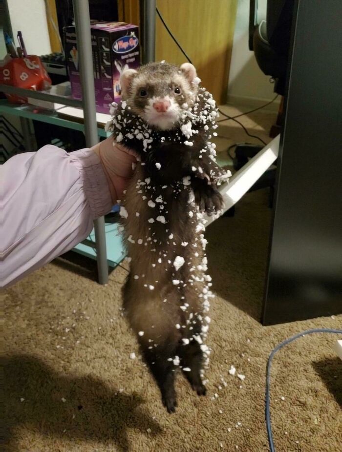 73 Chaotic Pets Who Decided To Be A Menace Just Because They Can