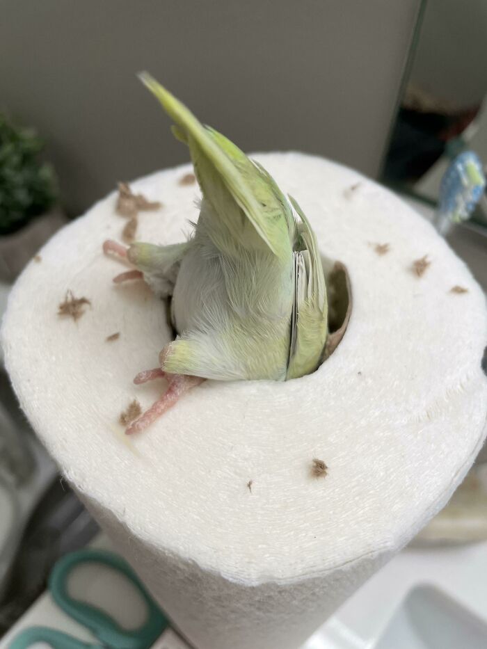 73 Chaotic Pets Who Decided To Be A Menace Just Because They Can