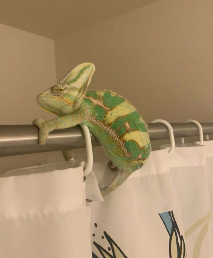 73 Chaotic Pets Who Decided To Be A Menace Just Because They Can