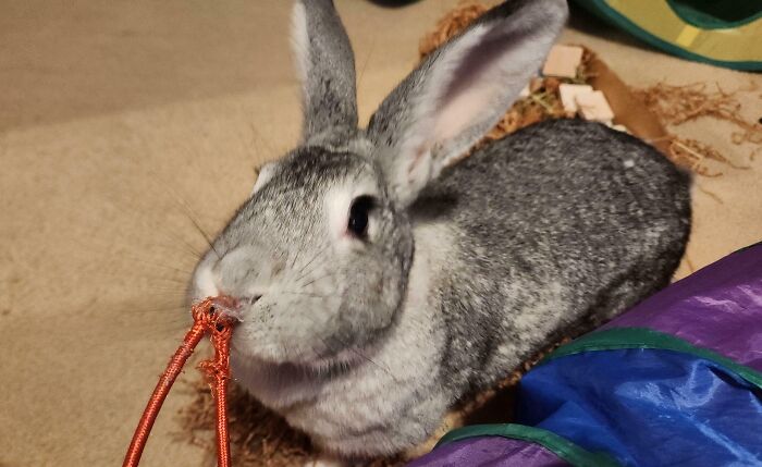 73 Chaotic Pets Who Decided To Be A Menace Just Because They Can