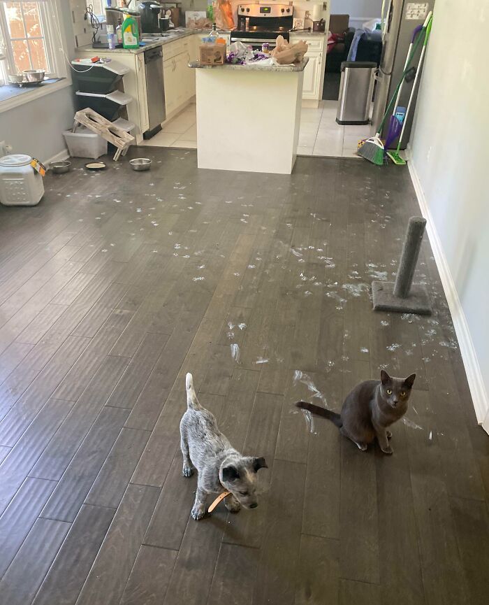 73 Chaotic Pets Who Decided To Be A Menace Just Because They Can
