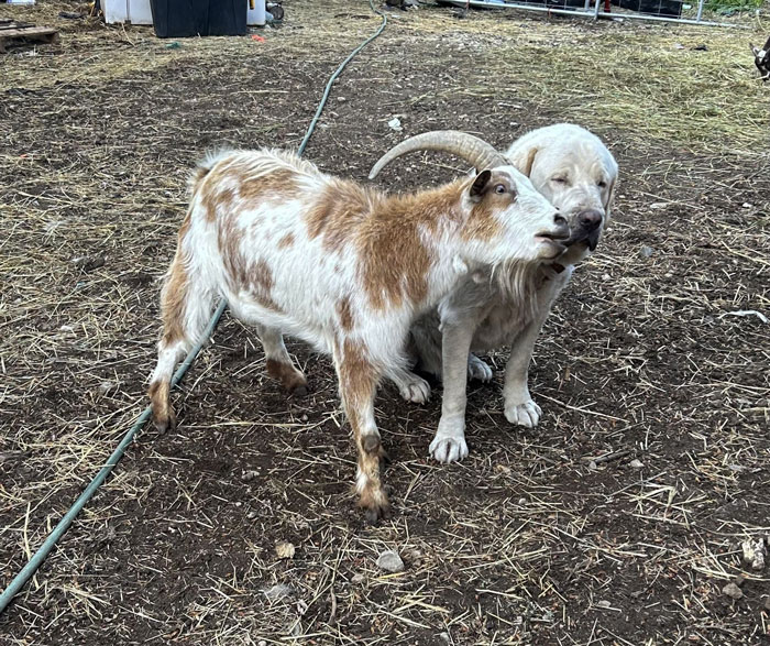 73 Chaotic Pets Who Decided To Be A Menace Just Because They Can