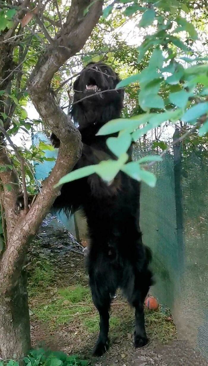73 Chaotic Pets Who Decided To Be A Menace Just Because They Can
