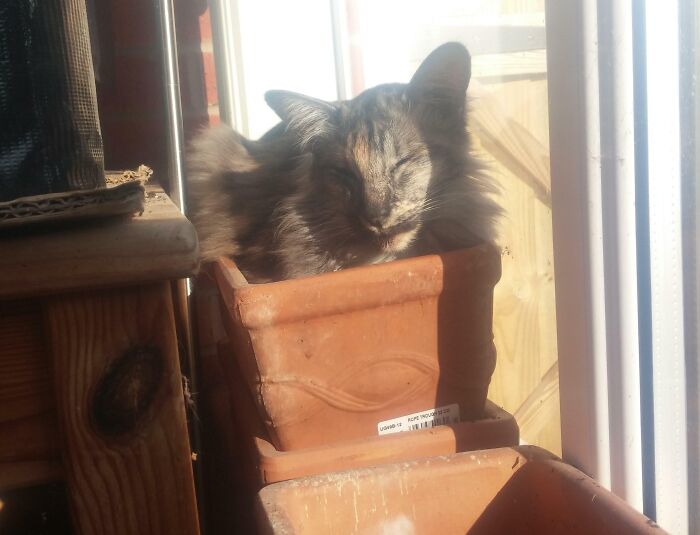 73 Chaotic Pets Who Decided To Be A Menace Just Because They Can