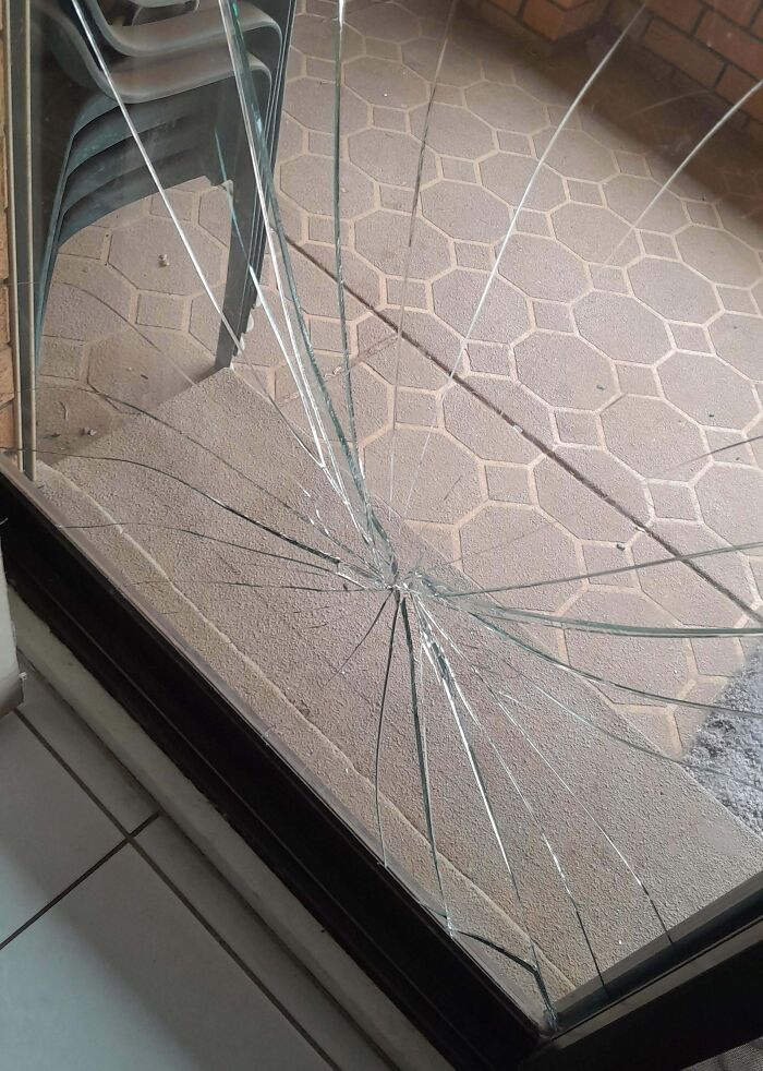 73 Chaotic Pets Who Decided To Be A Menace Just Because They Can