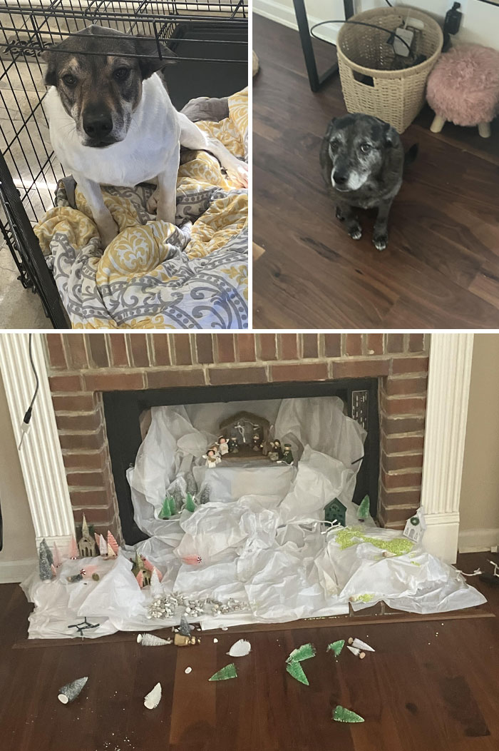 73 Chaotic Pets Who Decided To Be A Menace Just Because They Can